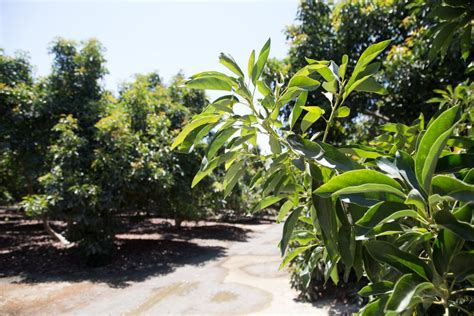 When Is Avocado Season in California