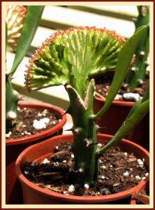 Grafting Cactus Plants - Beginner's Guide | Tuars