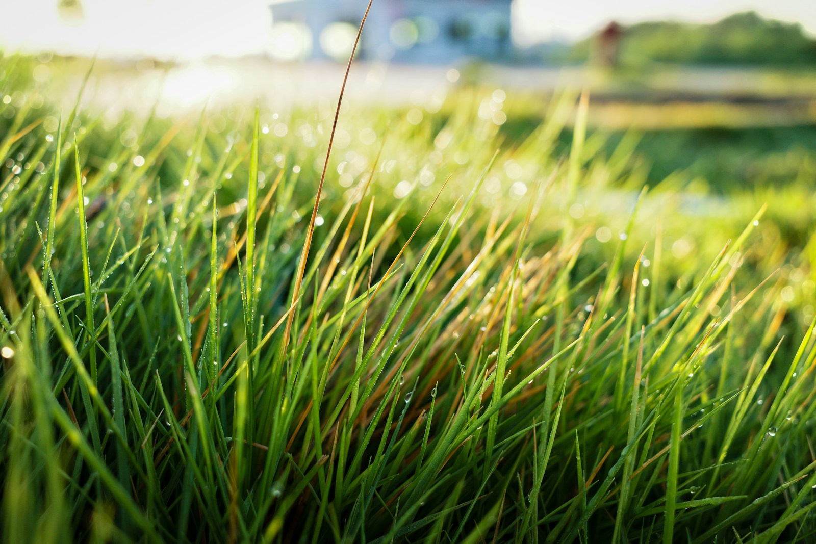 Lawn-to-Native Is Booming: How Rebates Turn Dry Grass Into Living Yards