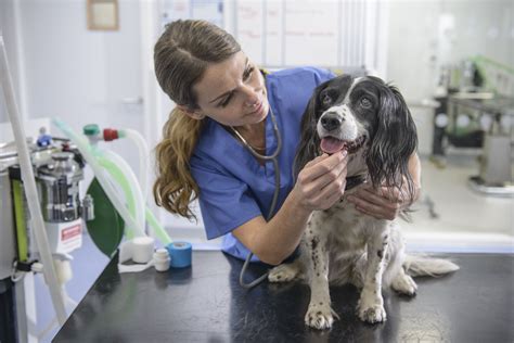 How Much Do Vet Techs Make in California