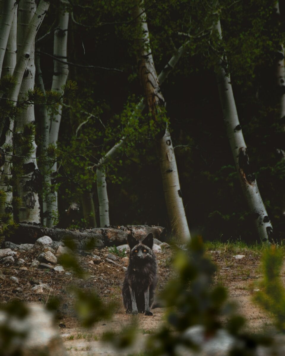 Colorado Wolf Reintroduction 2026: Why the Pause Matters Beyond the Mountains